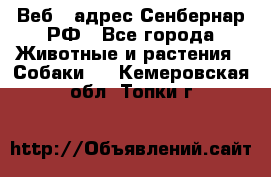 Веб – адрес Сенбернар.РФ - Все города Животные и растения » Собаки   . Кемеровская обл.,Топки г.